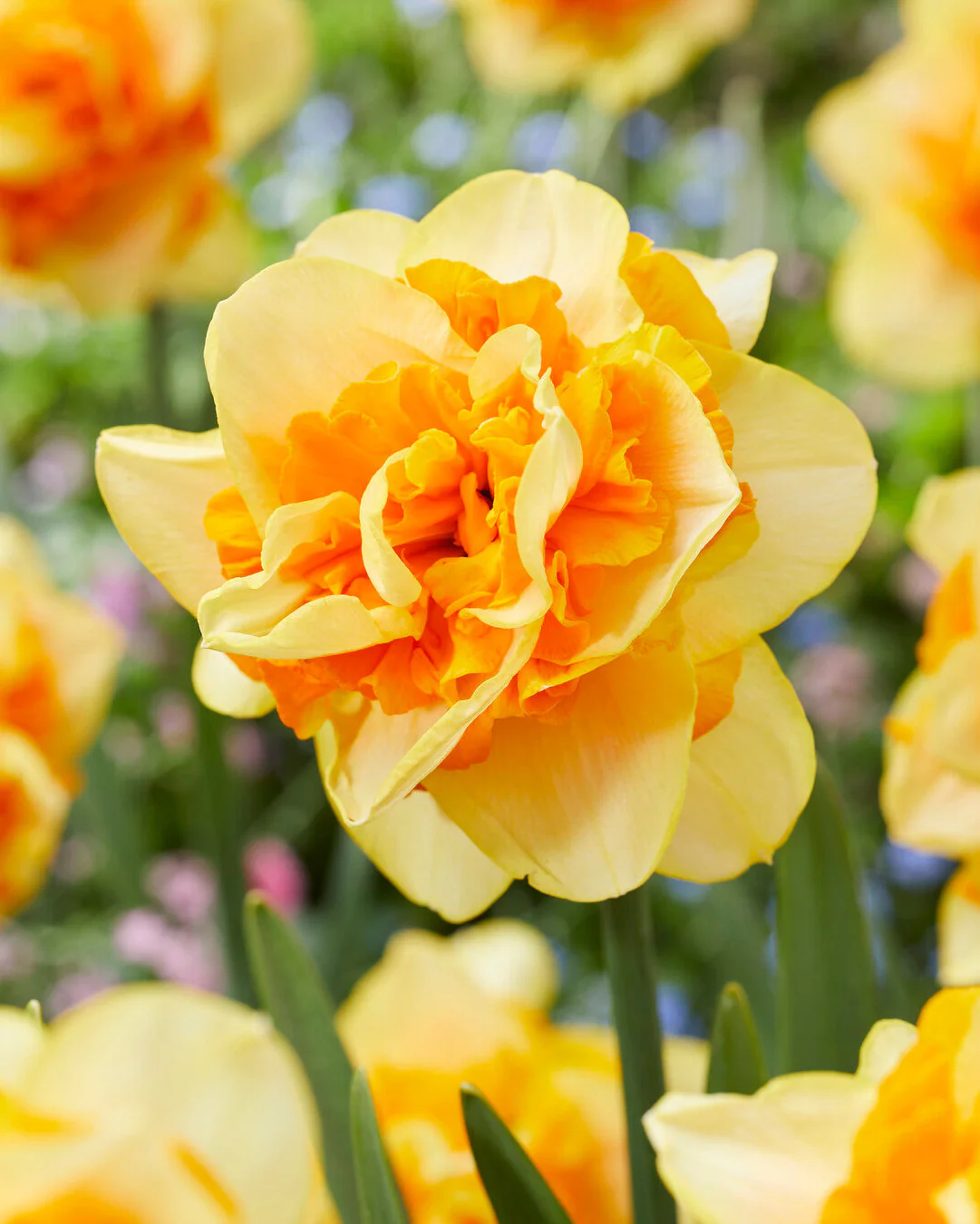 Mega Menu - Featured Products